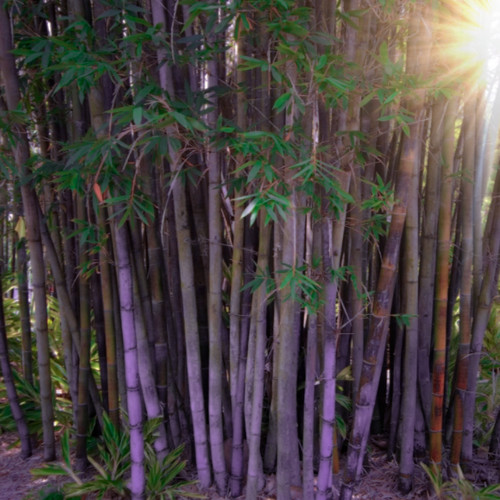 Dendrocalamus latiflorus
