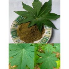 Dried costor ricinus communis - ricinus,