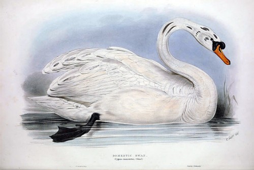 1837 john gould domestic - 1837,