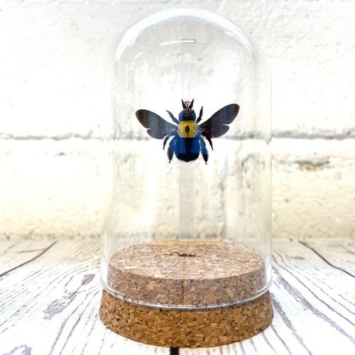 The yellow spot carpenter bee - yellow,