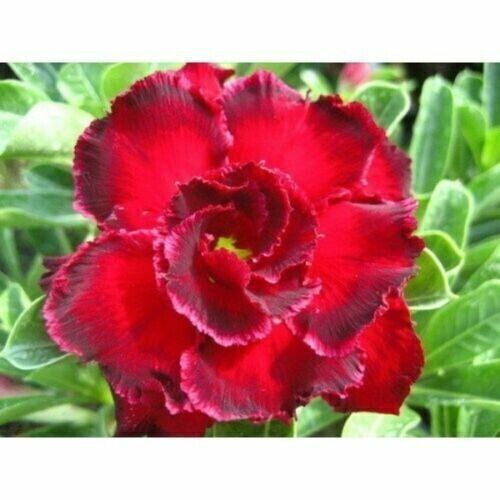 Seeds adenium obesum - 10, of
