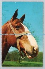 R791904 Horse D Constance