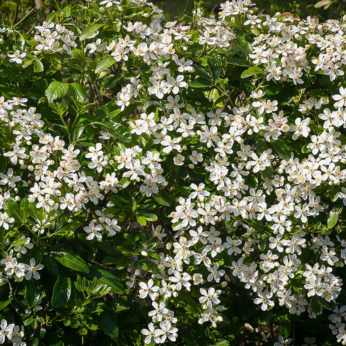 Choisya ternata mexican orange - ternata,