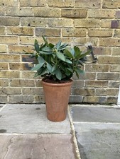 Large Vintage Terracotta Pot