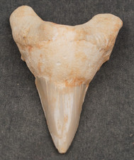 Large OTODUS Shark Tooth 2.21"