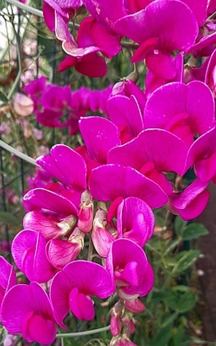 Perennial sweet pea - sweet,
