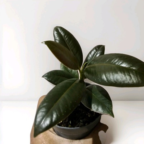Ficus rubber plant - ficus, x