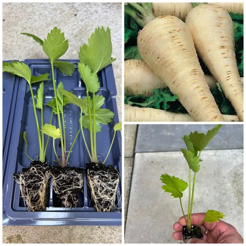 Parsnip plug plants - x,
