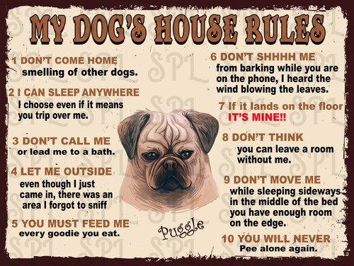Dog house rules puggle - my,