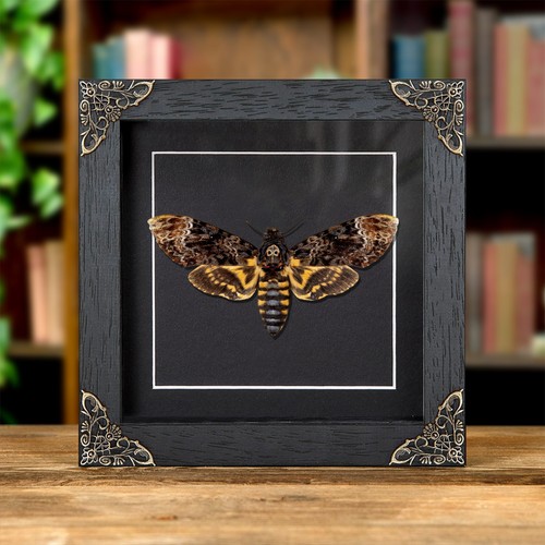 Death head moth - death's, baroque