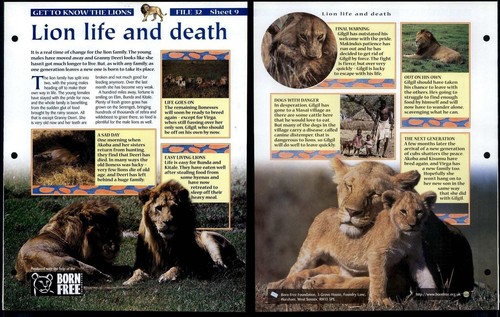 Lion life death 9 - &, get