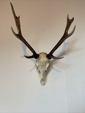 Sika Stag Head