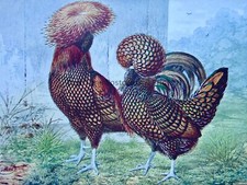 c1904 Antique Poultry Chicken Print GOLD SPANGLED POLISH by Artist J.W. Ludlow