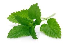 Mint Plants - Peppermint - 1 x