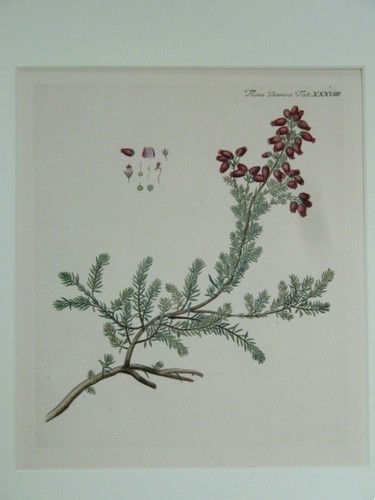 Flora danica tab xxxviii - flora,