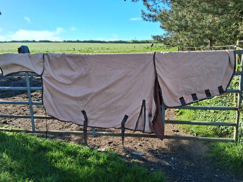 Premier equine summer - equine,
