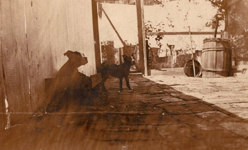 Rppc boston terrier dogs - rppc,