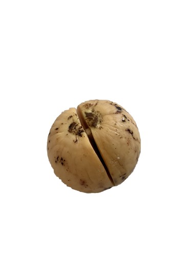 Avocado activated seed - avocado,