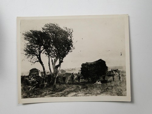Rural farming scene horse - farming,