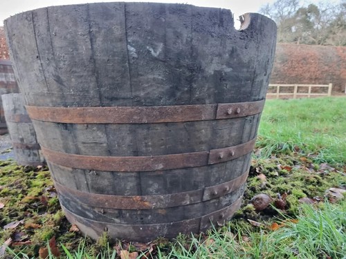 Extra large plant - extra-large, containers