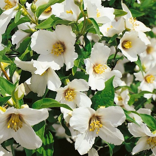 Philadelphus belle etoile - belle,