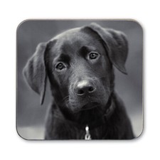 Dog Coasters - Westie Cihuahua