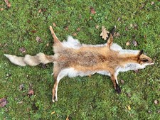 Nice New Real European Fox