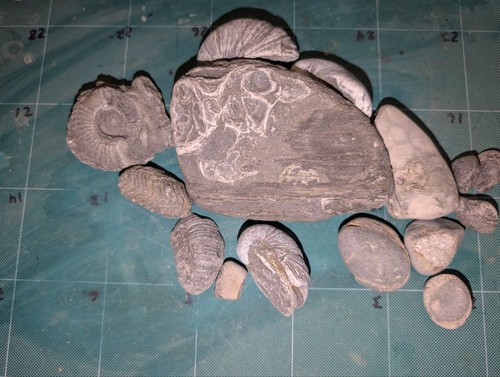 Mixed fossil lot north - mixed,