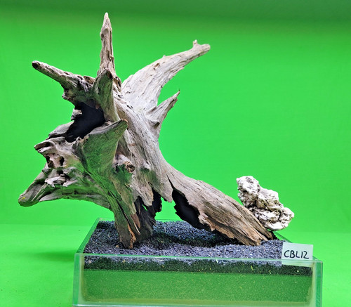 Large corbo root - corbo,