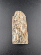 Polished Petrified Wood