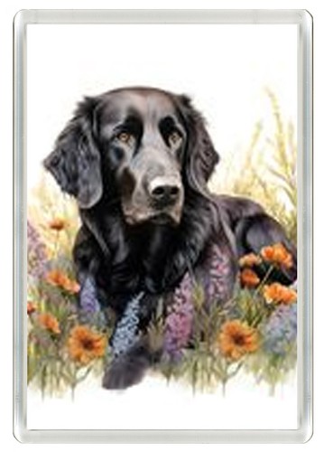 Flat coated retriever dog - retriever,