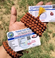 LAB CERTIFIED 5 Mukhi