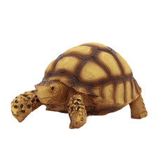 Swell Tortoise Ornament Cute