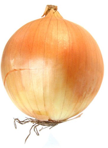 Onion ailsa craig - ailsa,