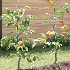 5x 20x 50x Spiral Plant