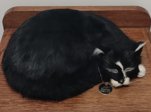 Able seaman simon ships cat - able,