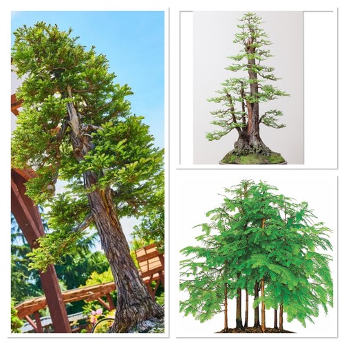 Dawn redwood bonsai starter - bonsai,