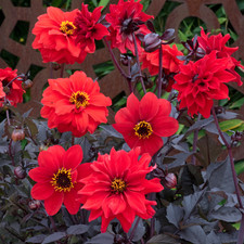 Dahlia pinnata black forest - dahlia,
