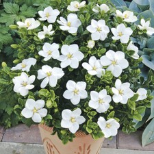 Hardy Gardenia, Kleim's Variety, Fragrant White Flowers, Evergreen, 3 x 9cm Pots