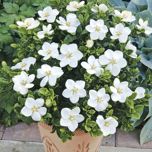 Hardy gardenia kleim s - hardy, gardenia,