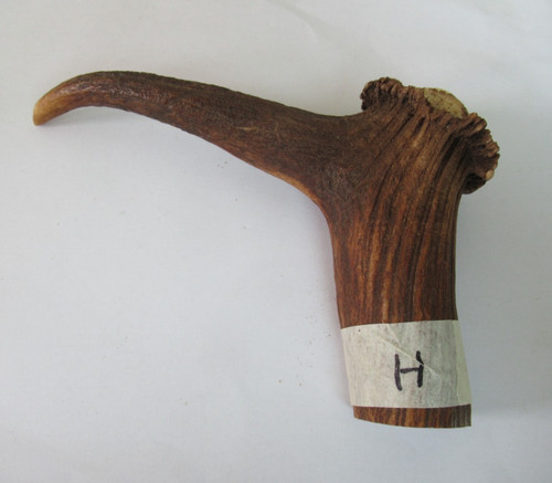 Red deer stag antler - deer,