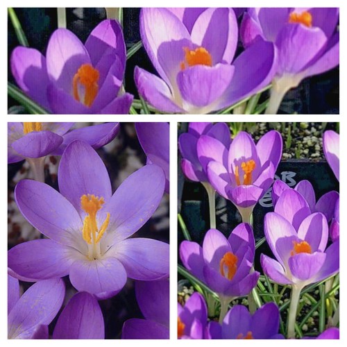 Species crocus barrs purple - barrs,