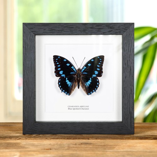 Taxidermy blue spotted - taxidermy, blue-spotted