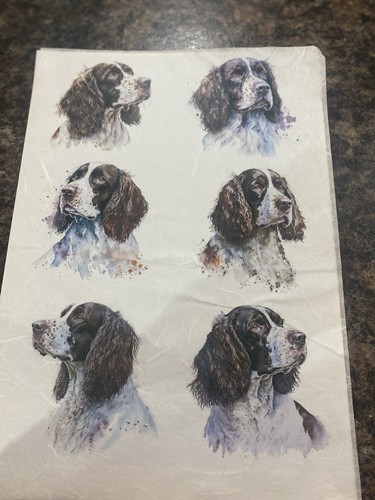 Rice paper springer - rice,