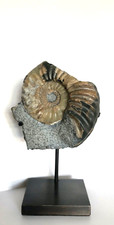 Jurassic fossil ammonites - fossil,