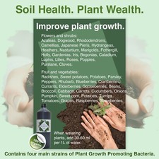 Tomatoes. Tomato plants