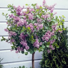 Standard Lilac Tree, Syringa