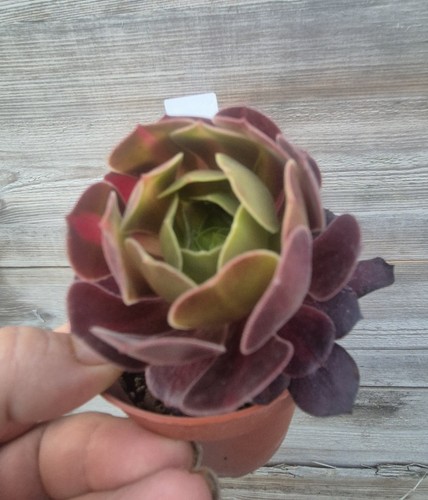 Aeonium klimanjero variegated - aeonium,