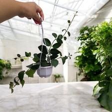 Aeschynanthus 'Mona Lisa' Lipstick Plant - Indoor Plant in 10cm hanging Pot