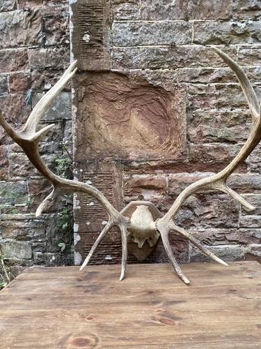 Scottish red deer antlers - scottish,